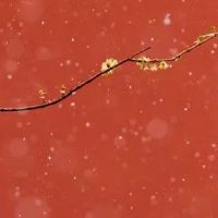 1988年属龙人2022年运势运程 事业上注意避免矛盾