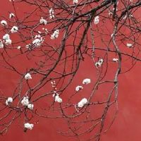 1988年属龙到底是木命还是土命 年少发家但要学会理财