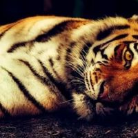 老虎男人不嫁给龙女孩，龙的尽头，你能结婚吗？