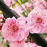 属虎人一生最大克星 彼此敌视的属蛇人