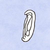 女子上半身痰，鱿鱼，财富伴随着生命