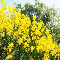 我应该在施扎鸿金的名字上注意什么？