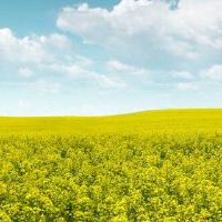 紫色减去生命是非凡的