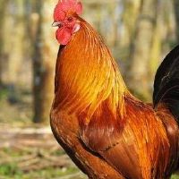 1993年，一名鸡女生活是2022财年29岁的小鸡女2022月财富