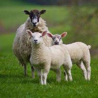 1991年，她是萧羊的财富3022年，女性2022年每月财富。