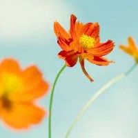 夫妻和宫米紫外和特点