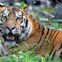 1962年，老虎男士2022财年60岁晓华男2022年每月财富