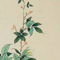 2022年农历三月五行属什么 五行多木可升职加薪