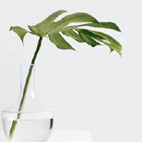 它是一个鬼月亮在七月？难道就像七月，七月？