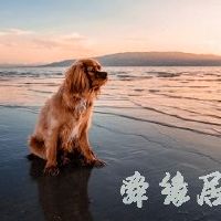 宠物店名字大全