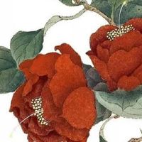 姻缘八字合婚主要看什么 看男女双方的八字日支