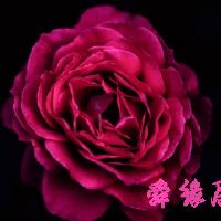 高端的花店名字