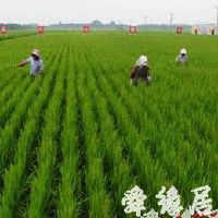 种植专业合作社起名大全