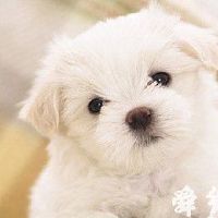 好听的狗狗名字推荐