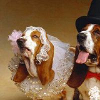 宠物生活馆取名字