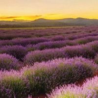 女孩是美丽的，有一个简单的名字