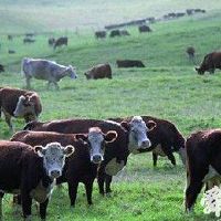 养殖场起名-养殖场取名字-名字大全