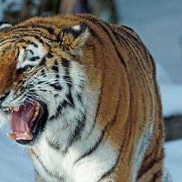 1986年，老虎男士2022财年36岁的小霍男2022月财富