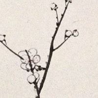 紫微天相在夫妻宫 紫微星为权力、帝王之星