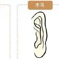 耳相16种图解 各种耳朵形状看富贵命运