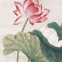 2022年谷雨前后出生的虎宝宝命好吗 福禄一生