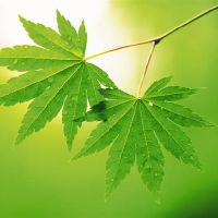 外国光明的三大星座