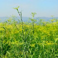 2022年7月19日，老黄色日历，理发吗？