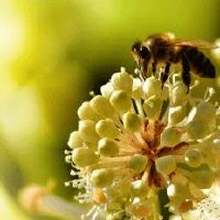 文艺一点的花店的名字