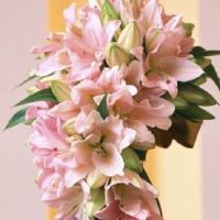 2022年9月生肖兔结婚吉利日子 成婚佳期精选