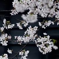 1976年属龙2022年多大 四十有六正值壮年