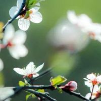 1976年属龙2022年幸运色 黑色利事业紫色旺财