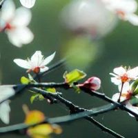 1976年属龙女一生婚姻感情 龙女一生命运如何