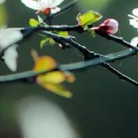 1976年属龙女人寿命多长 未来很长值得期待