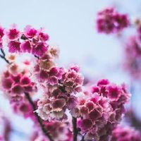 杀死狼十二个星座（3.28-4.3）