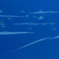 Xinai的出生的详细人士是出生在鑫海的人？