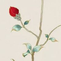 2022年各紫微主星运势 命宫有廉贞心有余而力不足