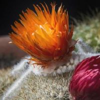 Qin Yangming in April, in April 2022