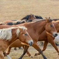 属于老虎年（马虎年度2022财年）