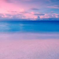 2019年新年的猪年的名称是什么？