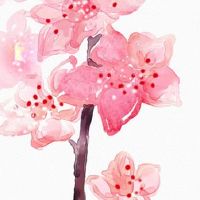 立夏开始喝姜枣茶和每天一个鸡蛋有什么好处