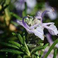 格鲁吉亚一周的星期内（3.28-4.3）