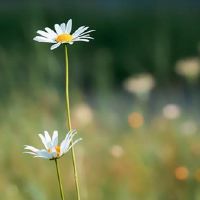 3个不是嫉妒的星座，个性顽固，学会不鞠躬