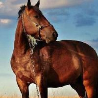 十二生肖2022财富黄道十二圈2022幸运的颜色和禁忌颜色