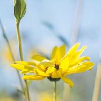 夏天是如何推动的？夏天后的油门是什么？