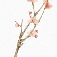 2022年4月份生肖狗事业运发展如何 有望升职加薪吗