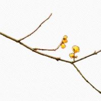 2022年4月份属牛人事业运势查询 能够升职加薪吗