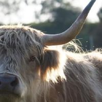 这是每月2022财年的牛，是2022年的情感财富。