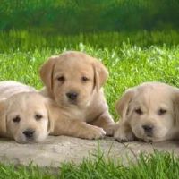 2022年狗人民每年财富2022人每月财富