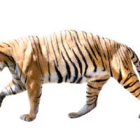 1962年属虎女命2022年运势 60岁生肖虎女性2022年每月运势详解