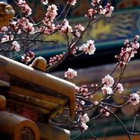 2022年4月份属龙人幸运颜色和吉祥数字查询 粉色易得贵人赏识